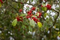 Small red cherries blooming outside on a tree Royalty Free Stock Photo