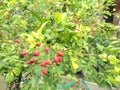 small red cherry fruit tree Royalty Free Stock Photo
