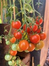 Small red cherry tomatoes growing Royalty Free Stock Photo