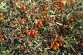 Small red Cherry tomatoes - Lycopersicon esculentum growing in organic greenhouse garden. Ripe tomatoes ready to harvest Royalty Free Stock Photo