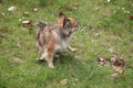 A small red chihua-hua dog on a green grass. Domestic animals