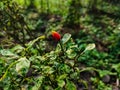 This is a small red chilli macro shot in the morning when sunlight fall on this plant Royalty Free Stock Photo