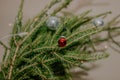 Small red christmas ball hanging on the fir branch Royalty Free Stock Photo