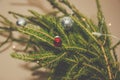 Small red christmas ball hanging on the fir branch Royalty Free Stock Photo