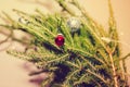 Small red christmas ball hanging on the fir branch Royalty Free Stock Photo