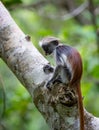 Small red colobus monkey in Zanzibar Forest Royalty Free Stock Photo