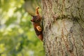 Small red-colored squirrel perched on the bark of a tree. Royalty Free Stock Photo