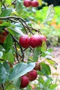 small red crab apples on the tree Royalty Free Stock Photo