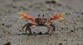 Red crab on sandy ground Royalty Free Stock Photo