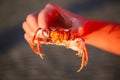 Small red crab Royalty Free Stock Photo