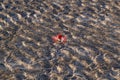 Small red crab Royalty Free Stock Photo
