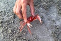 Small red crab Royalty Free Stock Photo