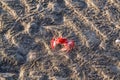Small red crab Royalty Free Stock Photo