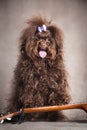 Russian brown curly dog near the balalaika