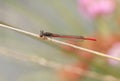 A beautiful Small Red Damselfly, Ceriagrion tenellum, perching on a grass stem at the edge of a boggy pond. Royalty Free Stock Photo