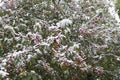 Small red decorative apples with green leaves on a branch covered with snow and frost. Snow-covered branch of a wild apple tree Royalty Free Stock Photo