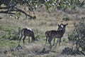 Small Red Deer Herd Royalty Free Stock Photo