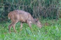 Small red deer (Mazama americana) known as \