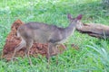 Small red deer (Mazama americana) known as \