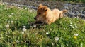 A small red dog happily eats the bone found. The animal lies on the fresh green grass. Sunny weather, spring or summer. The hungry Royalty Free Stock Photo