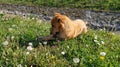 A small red dog happily eats the bone found. The animal lies on the fresh green grass. Sunny weather, spring or summer. The hungry