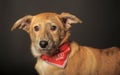 Small red dog in a red scarf around his neck in a studio Royalty Free Stock Photo