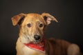 Small red dog in a red scarf around his neck in a studio Royalty Free Stock Photo