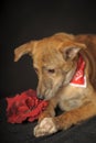 Small red dog in a red scarf around his neck in a studio Royalty Free Stock Photo