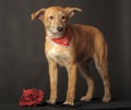 Small red dog in a red scarf around his neck in a studio Royalty Free Stock Photo