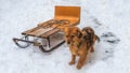 Small red dog with a sleigh in the mountains. Royalty Free Stock Photo