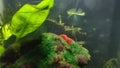 Small red draft shrimp grazing over a moss in a small aquarium with full of Detritus Worms