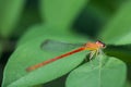 Small red dragonfly Royalty Free Stock Photo