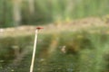 Small red dragonfly on a twig Royalty Free Stock Photo