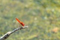 Small red dragonfly on a twig Royalty Free Stock Photo