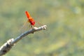 Small red dragonfly on a twig Royalty Free Stock Photo