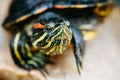 Small Red-ear Turtle, Pond Terrapin