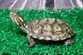 Small red-ear turtle in terrarium Royalty Free Stock Photo