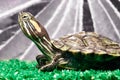 Small red-ear turtle in terrarium Royalty Free Stock Photo