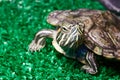 Small red-ear turtle in terrarium Royalty Free Stock Photo