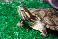 Small red-ear turtle in terrarium Royalty Free Stock Photo