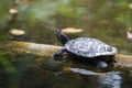 A small red-eared turtle in a pond Royalty Free Stock Photo