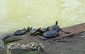 Small red-eared turtles crawl out of troubled water to the shore