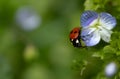 A small red European ladybird sits on a blue flower at the edge of the picture. Royalty Free Stock Photo