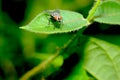 Small red eye fly stay on green leaf and look forward with green and dark background in the forest