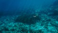 Small red fire jellyfish in open sea Royalty Free Stock Photo