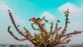 Small red flower at the top of the branch of a throned dessert flower plant with a blue sky in the background Royalty Free Stock Photo