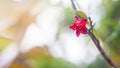 Small red flower on tree with water drop on Blurred green background Royalty Free Stock Photo