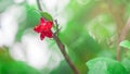 Small red flower on tree with water drop on Blurred green background Royalty Free Stock Photo