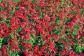 Small red flowers of exotic buds and green leaves Royalty Free Stock Photo