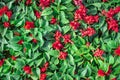 Small red flowers and green small leaves Royalty Free Stock Photo